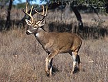 Common Euronia deer in Auraine