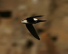 Ақ тамақты Swift (Aeronautes saxatalis) flight.jpg