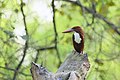 * Nomination White-throated kingfisher (Halcyon smyrnensis) at Roorkee, Uttarakhand. --Satdeep Gill 05:36, 7 April 2022 (UTC) * Promotion  Support Good quality. --Ermell 09:32, 7 April 2022 (UTC)