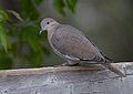 White-winged Dove (33839358452).jpg