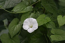 White Calystegia sepium.jpg