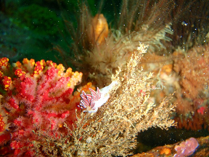 File:White edged nudibranch at the wreck of SAS Pietermaritzburg P7260806.JPG