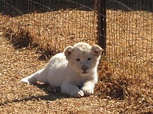 A white lion cub at Kromdraai, South Africa. Whitelioncub.jpg