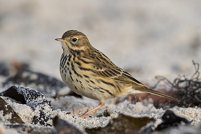 Foto van een Graspieper