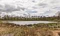 * Nomination Wijnjeterper Schar, Natura 2000 area of Friesland province. Beautifully situated heath lake. --Famberhorst 17:43, 12 May 2017 (UTC) * Promotion Good quality --Jakubhal 18:47, 12 May 2017 (UTC)