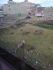 Wild zebras grazing in Naivasha, Kenya Wild Zebras in the yard.jpg