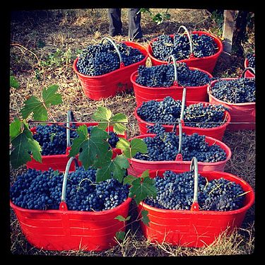 Wine grapes, (Italy)