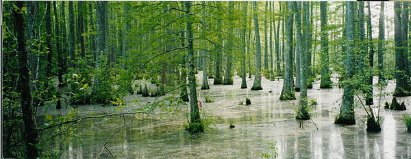 Bottomland hardwood swamp near Ashland, Mississippi