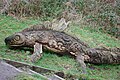 Wooden Lizard Carving