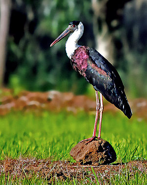 Woolly-necked Stork (Ciconia episcopus) Photograph By Shantanu Kuveskar.jpg