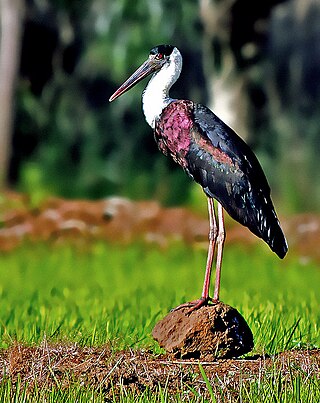 <span class="mw-page-title-main">Woolly-necked stork</span> Species of bird