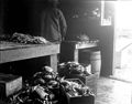 Worker preparing crabs for shipment or sale, Wrangell, Alaska, September 3, 1910 (COBB 272).jpeg