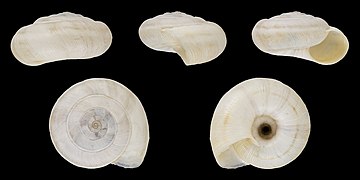 Xerolenta obvia, shell, ribbed form