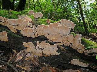 <i>Xylobolus subpileatus</i> Species of fungus