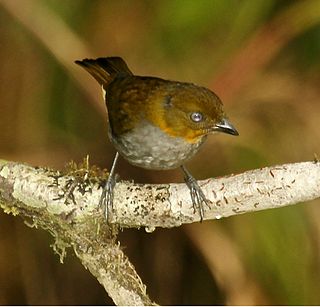 <span class="mw-page-title-main">Yellow-whiskered chlorospingus</span> Species of bird