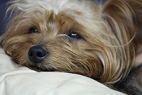 Yorkshire terrier