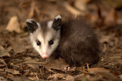 Young Virginia Opossum