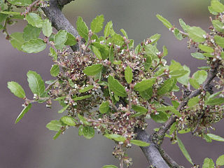 <i>Zelkova abelicea</i> Species of plant in the family Ulmaceae