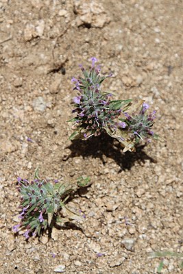 Ziziphora tenuior (Lamiaceae) (33134780696).jpg