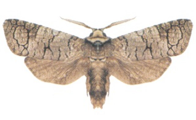 Zyganisus caliginosus belongs to an Australian genus of unclear affiliations.