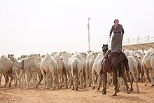 مهرجان الملك عبدالعزيز للإبل