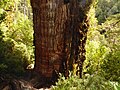 "El Gran Abuelo". Alerce Milenario de 3.500 años aprox.jpg