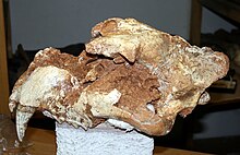 Skull of a cave lion, exhibited in the Croatian Natural History Museum Spiljski lav 1.JPG