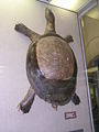 Африканская черепаха.jpg