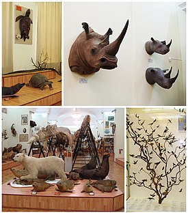 Зоологічний музей КНУ, колаж (2014).jpg