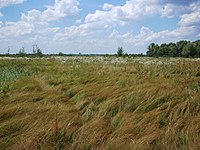 Осокорківськи луки