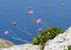 Malta: Etymologie, Dějiny, Státní symboly