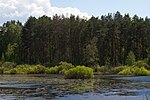 Vignette pour Parc national Desnianko-Starohoutski