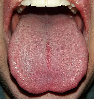 زبان tongue.jpg