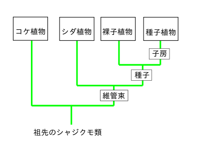 高等学校生物 生物ii 生物の系統 Wikibooks