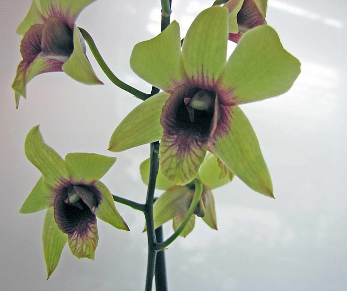 File:石斛蘭 Dendrobium Banana Chocolate -荷蘭園藝展 Venlo Floriade, Holland- (9222654778).jpg