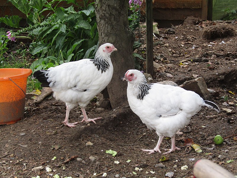 File:-2020-07-11 Young Light Sussex chickens, Trimingham.JPG