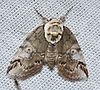 - 8970 - Baileya ophthalmica - Eyed Baileya Moth (17336240509) .jpg