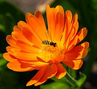 Rank: 28 Hoverfly on a pot marigold blossom