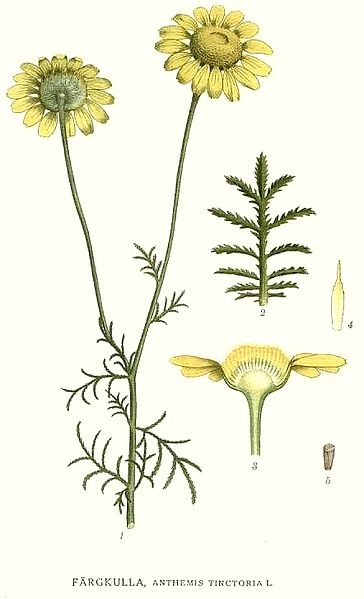 File:13 Anthemis tinctoria.jpg