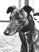 Thumbnail for Easter Cup (greyhounds)