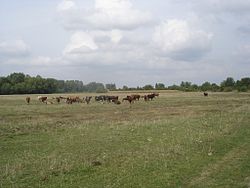 Skyline of Banešti