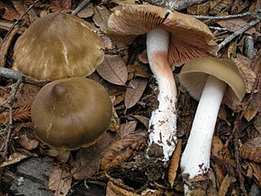 A 2008-12-03 Entoloma április 15146.jpg kép leírása.