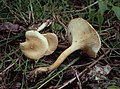 Großsporiger Afterleistling (Hygrophoropsis macrospora)