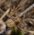 2014.03.09.-14-Kaefertaler Wald-Mannheim-Braune Krabbenspinne-Weibchen.jpg