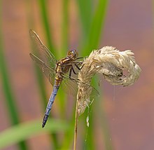 2014.07.18.-16-Schwarzbach Woellnau - Kleiner Blaupfeil-Maennchen.jpg 