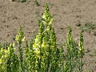 20150629Linaria vulgaris2.jpg