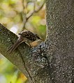 Gartenbaumläufer - Certhia brachydactyla