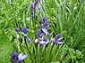 Wilde hyacint (Hyacinthoides non-scripta)