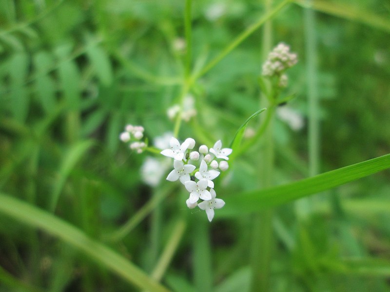 File:20190614Galium palustre1.jpg