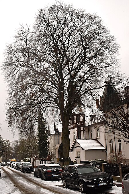 2021 01 29 Blutbuche Güntherstraße (Hannover)